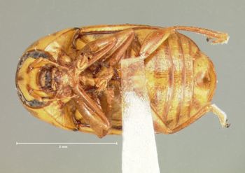 Media type: image; Entomology 9262   Aspect: habitus ventral view